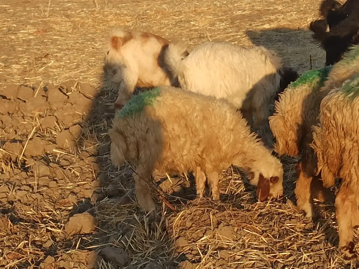 میش وبره|حیوانات مزرعه|بیلوار, |دیوار