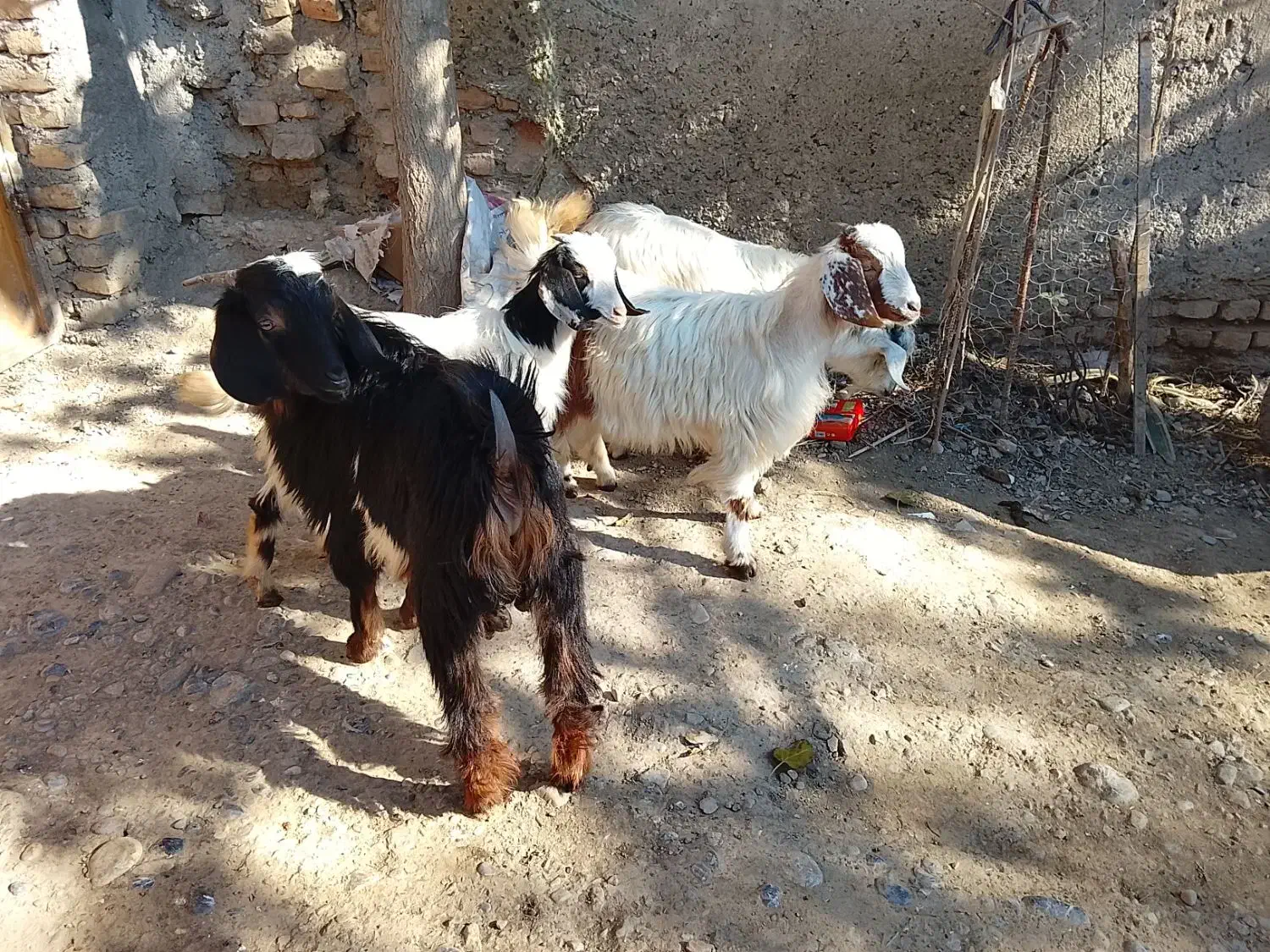 4تا بزغاله سالم و چاق|حیوانات مزرعه|قرق, |دیوار