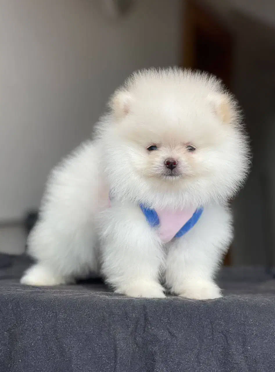 پامر خرسی سایز تیکاپ|سگ|تهران, سعادتآباد|دیوار