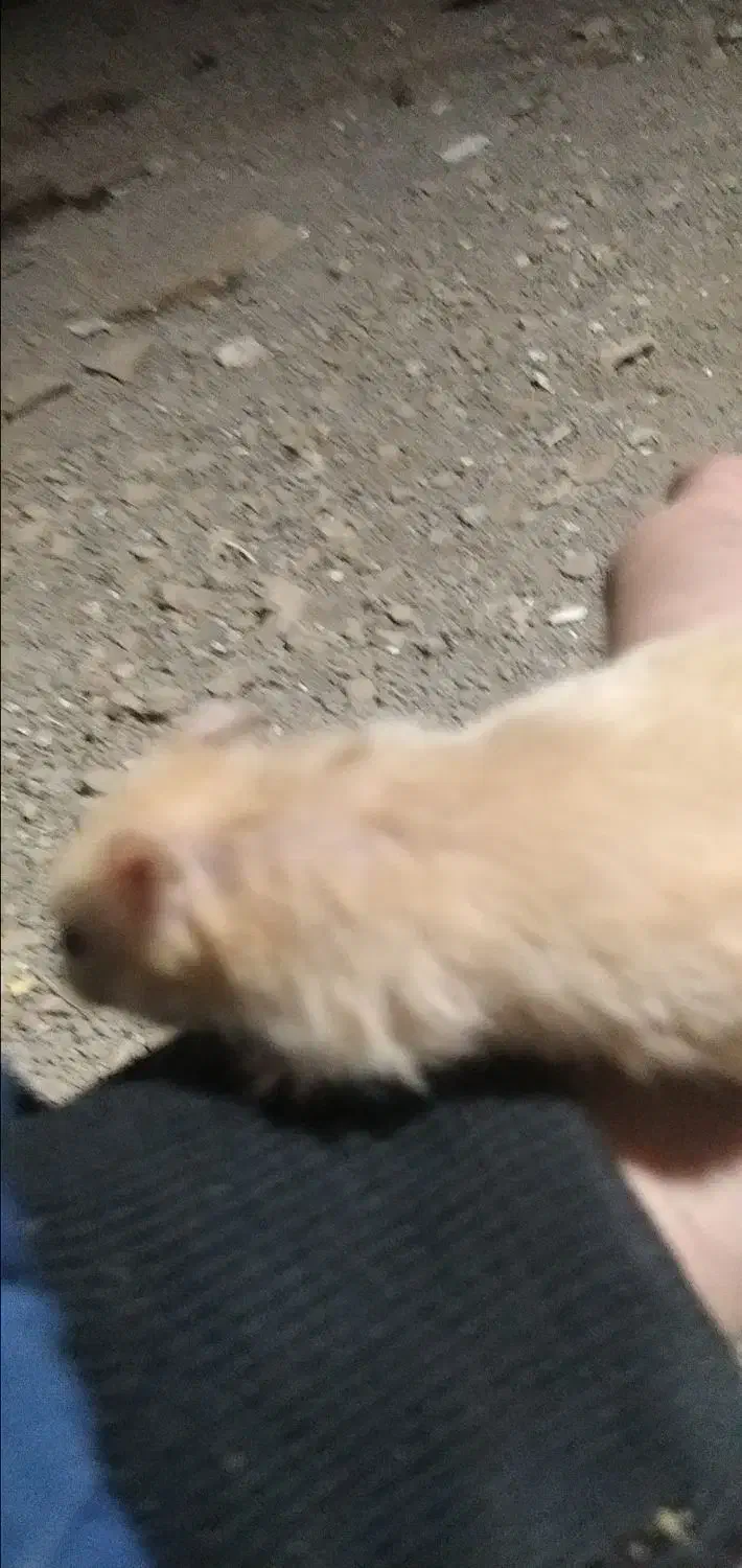 همستر.درحسن.اباد|موش و خرگوش|سنندج, |دیوار