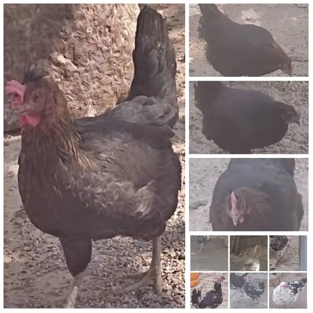 مرغ جوان وتخم گذار|حیوانات مزرعه|جونقان, |دیوار