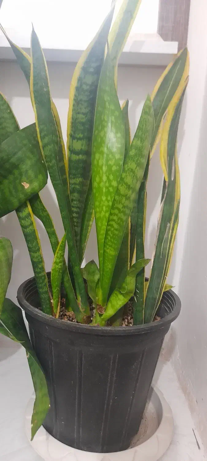 دو عدد گل سانسوریا خیلی سر حال|گل و گیاه طبیعی|تربت جام, شاد|دیوار