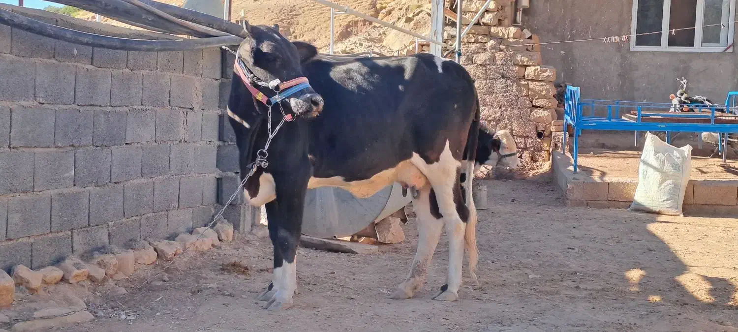 تلیسه اول شکم با گوساله بزرگ نر|حیوانات مزرعه|دالاهو, |دیوار
