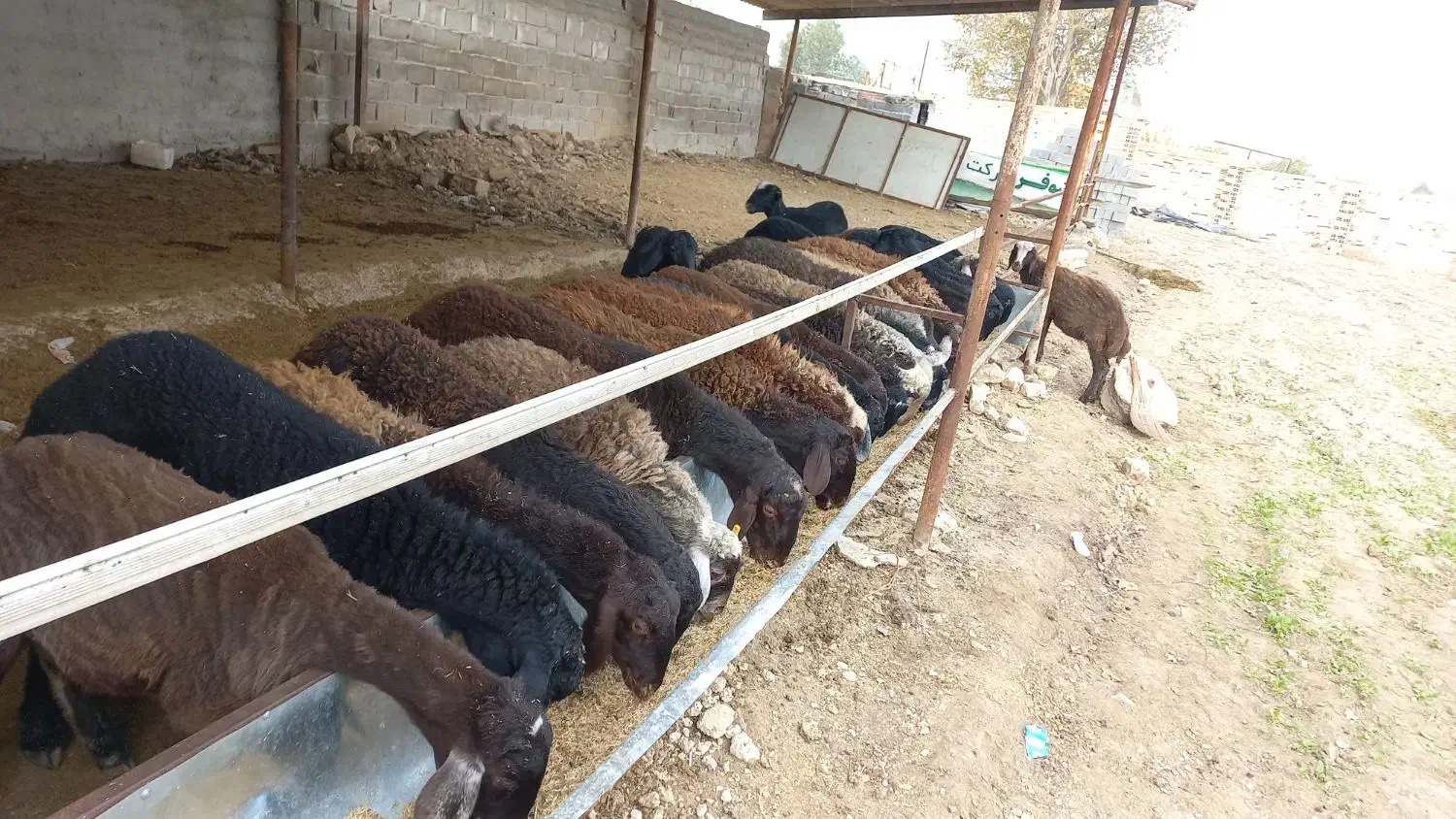 بره پرواری پای پروار|حیوانات مزرعه|نکا, |دیوار