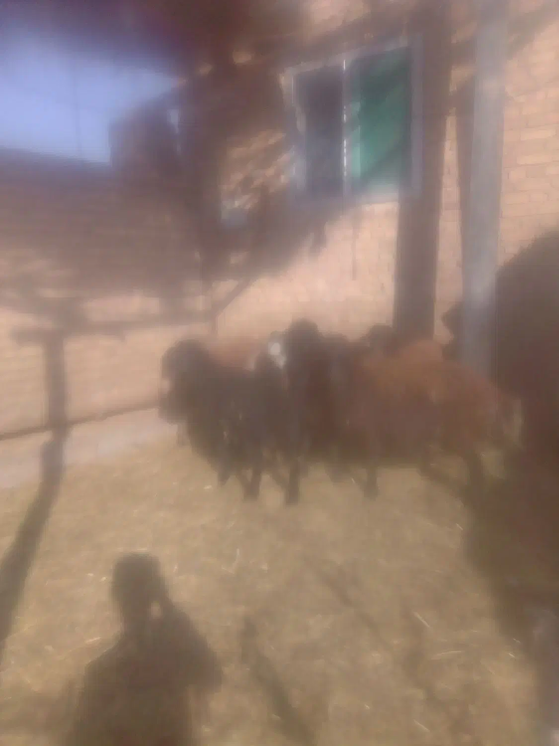 گوسفند زنده نر|حیوانات مزرعه|مرند, |دیوار