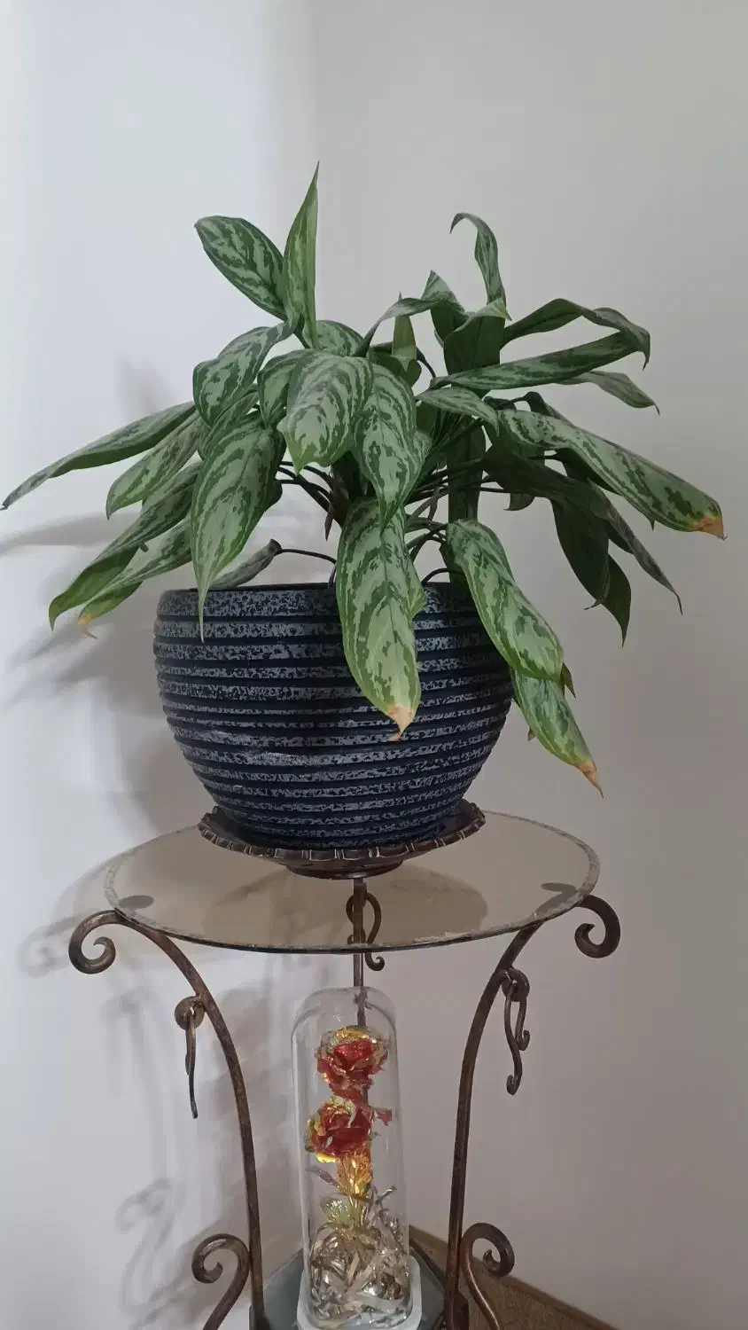 گلدان و پایه|گل و گیاه طبیعی|قم, بنیاد|دیوار