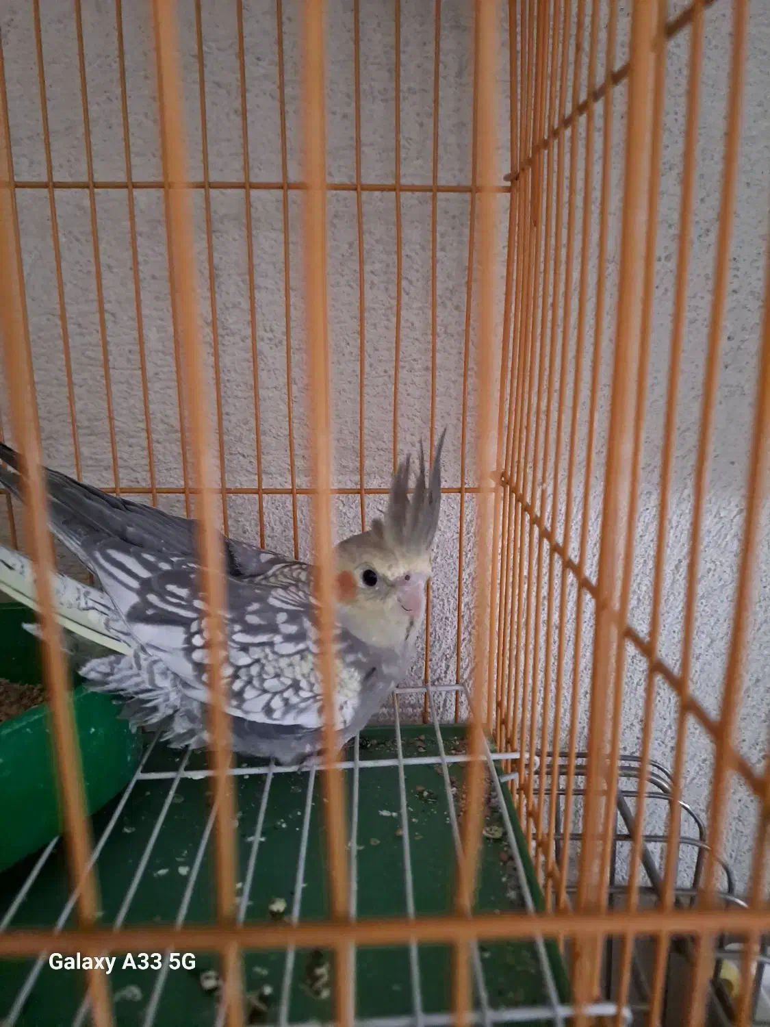 طوطی عروسی|پرنده|الوند, |دیوار