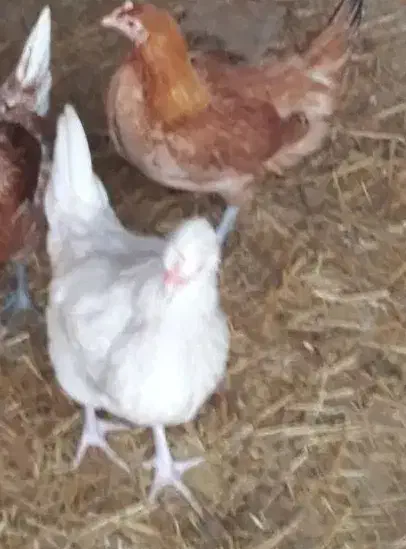 جوجه مرغ و خروس|حیوانات مزرعه|آستانه اشرفیه, |دیوار