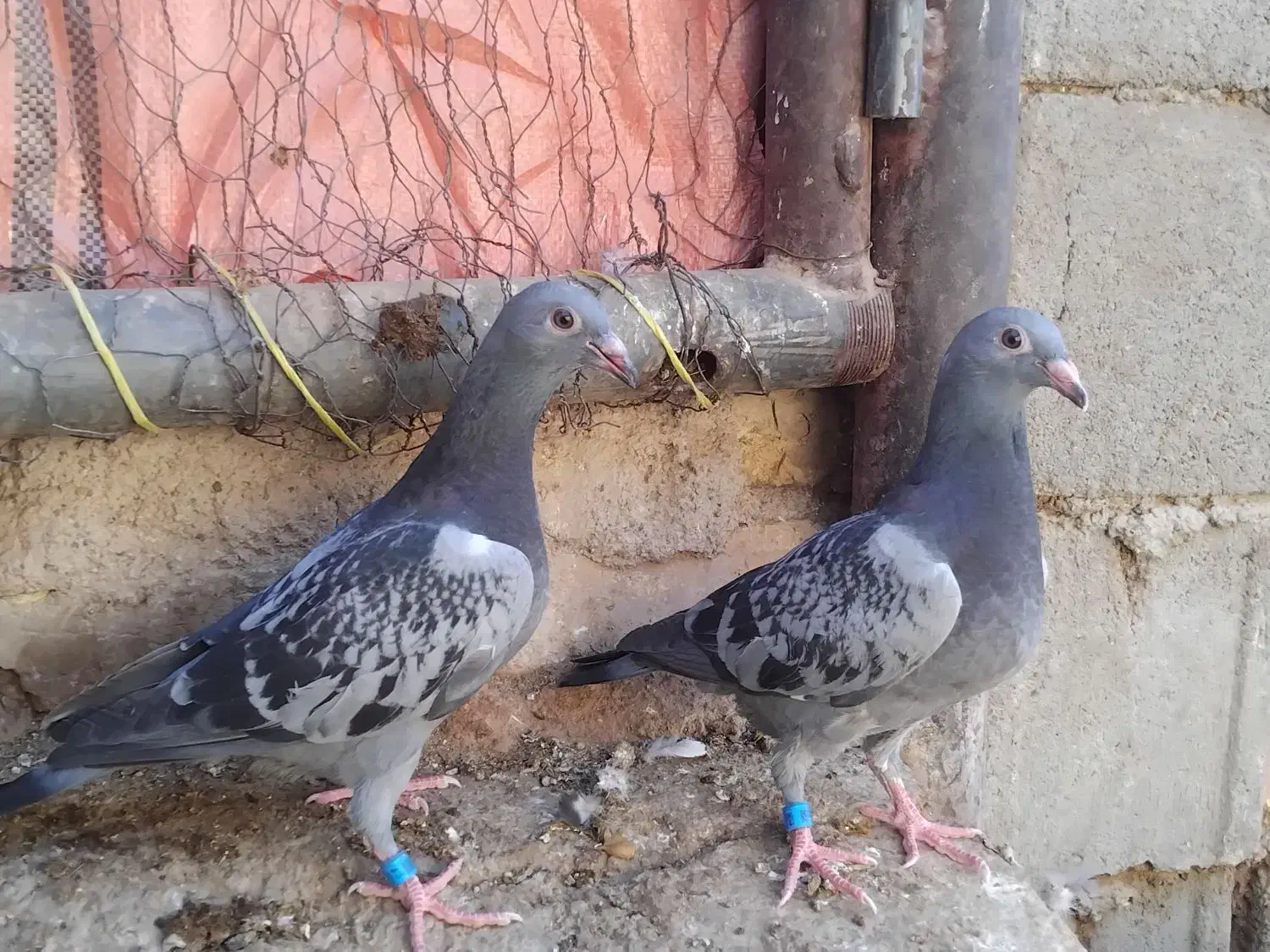 جوجهپلاکی|پرنده|شهرضا, |دیوار