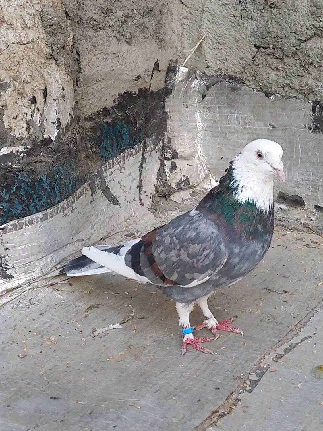 کفتر یا کبوتر شازده سرور سو قدیم|پرنده|شاهدشهر, |دیوار