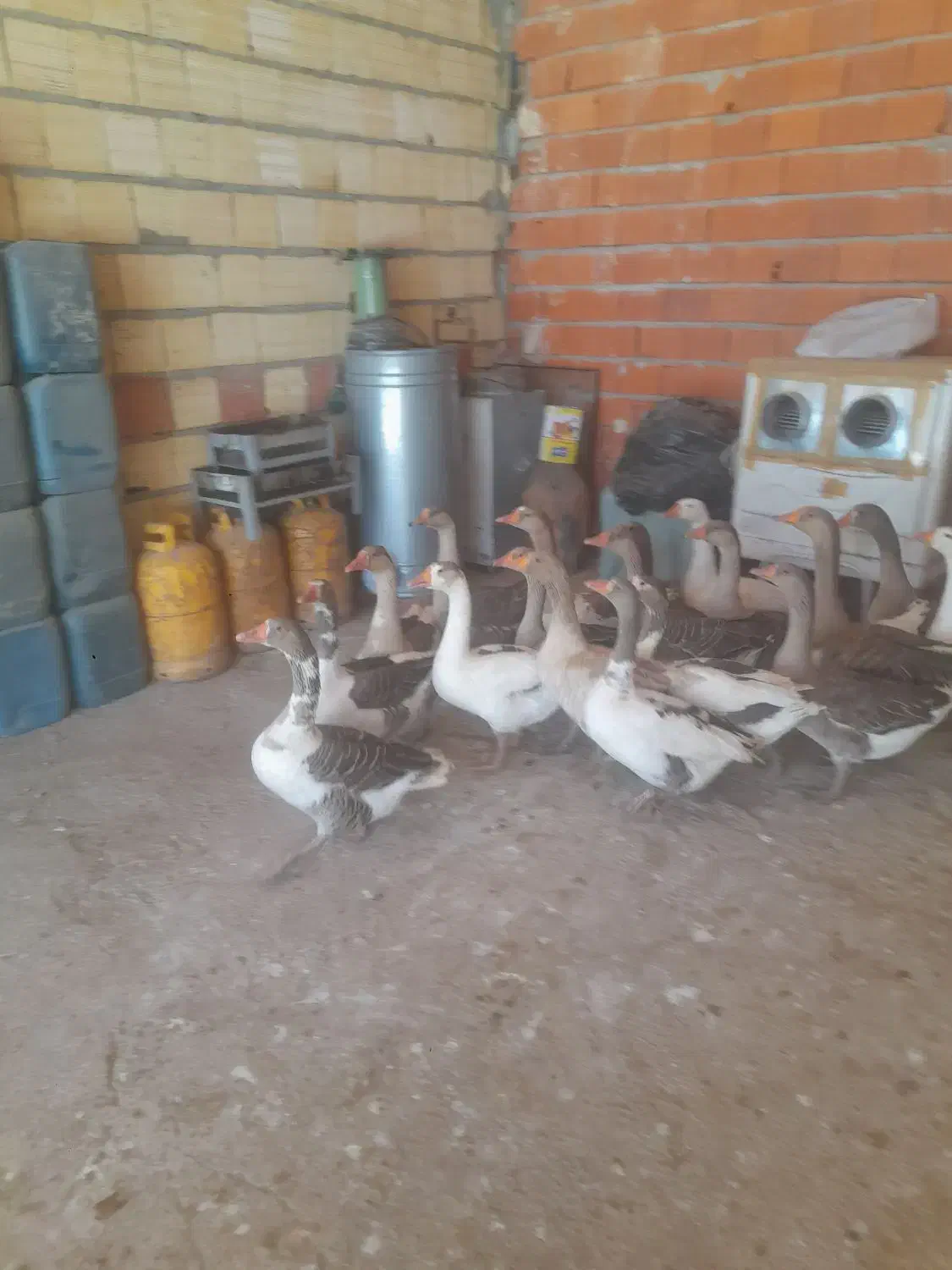 غاز  معلی  ۲۰عدد  و زنشون  ۴ کیلو تا۵کیلو  میباشن|حیوانات مزرعه|مریوان, |دیوار