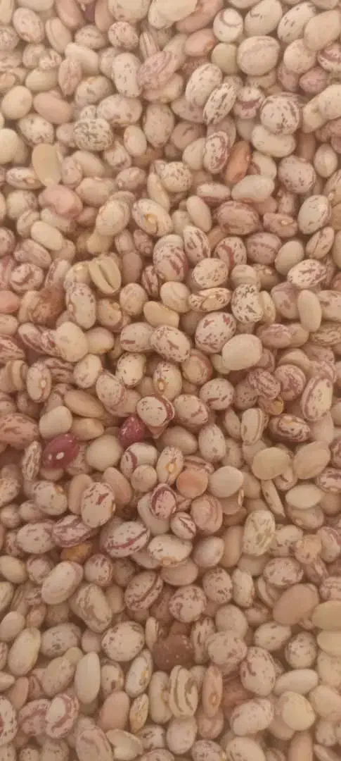 لوبیا چیتی بدون سرمازدگی امسال|خوردنی و آشامیدنی|الیگودرز, |دیوار