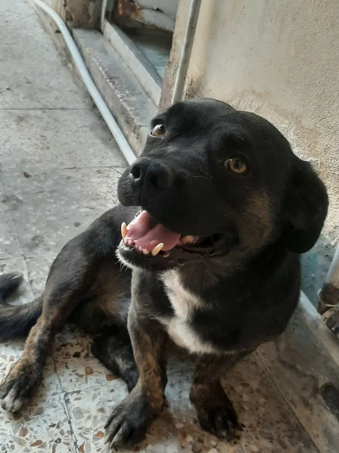 سگ گمشده|سگ|دزفول, |دیوار