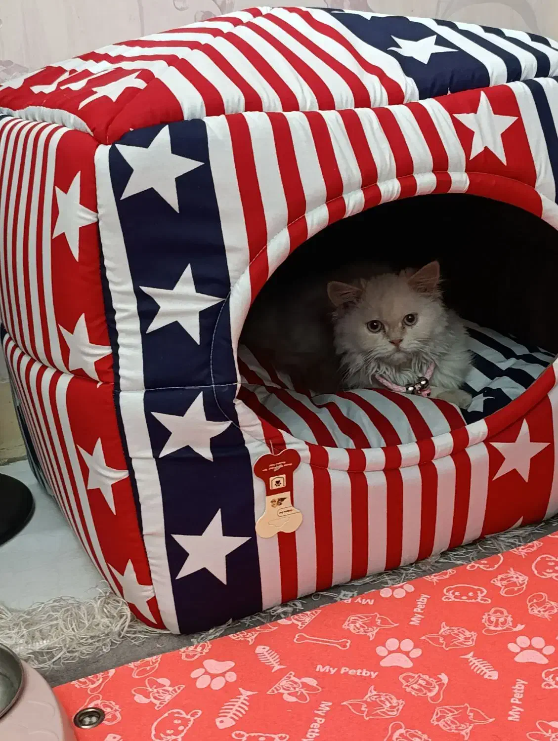 گربه پرشین|گربه|ارومیه, |دیوار