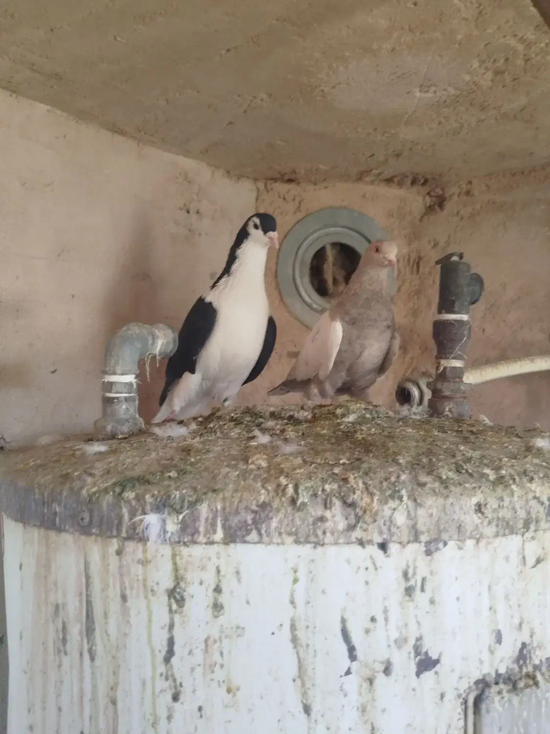 کفتر|پرنده|چناران, |دیوار