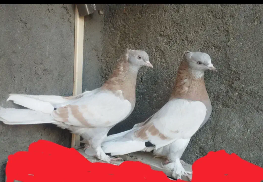 فروش یک جفت زرد کاغذی|پرنده|اشنویه, |دیوار