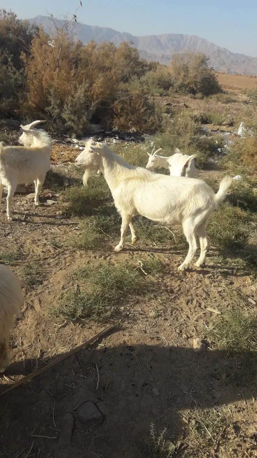 نری سانن بخته و بز|حیوانات مزرعه|کرمان, |دیوار