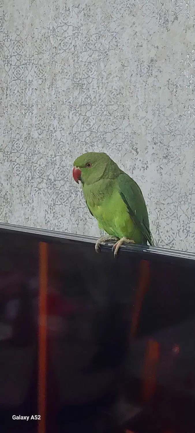 ملنگو ماده|پرنده|ری, جوانمرد قصاب|دیوار