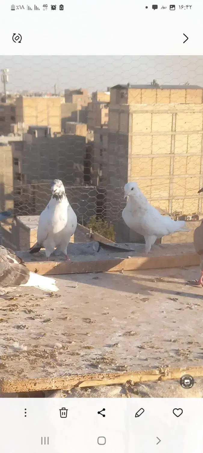 کبوتر تهرانی|پرنده|محمدشهر, محمدشهر|دیوار