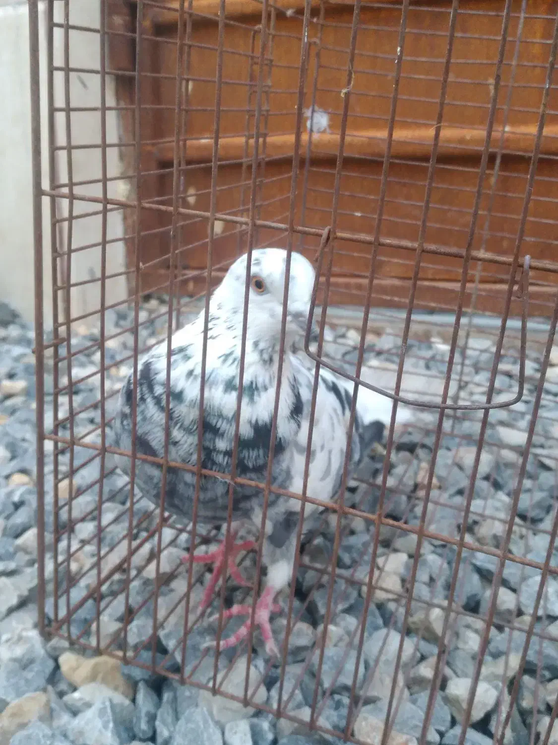 ی کبوتر غریب نشون دار|پرنده|بابل, |دیوار