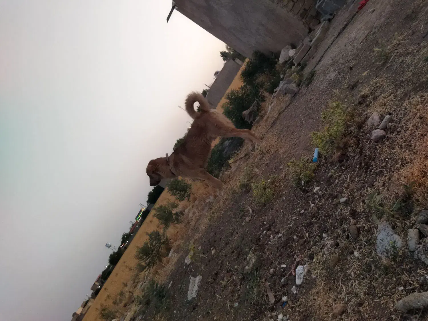 پژدر 15ماهه|سگ|درگزین, |دیوار