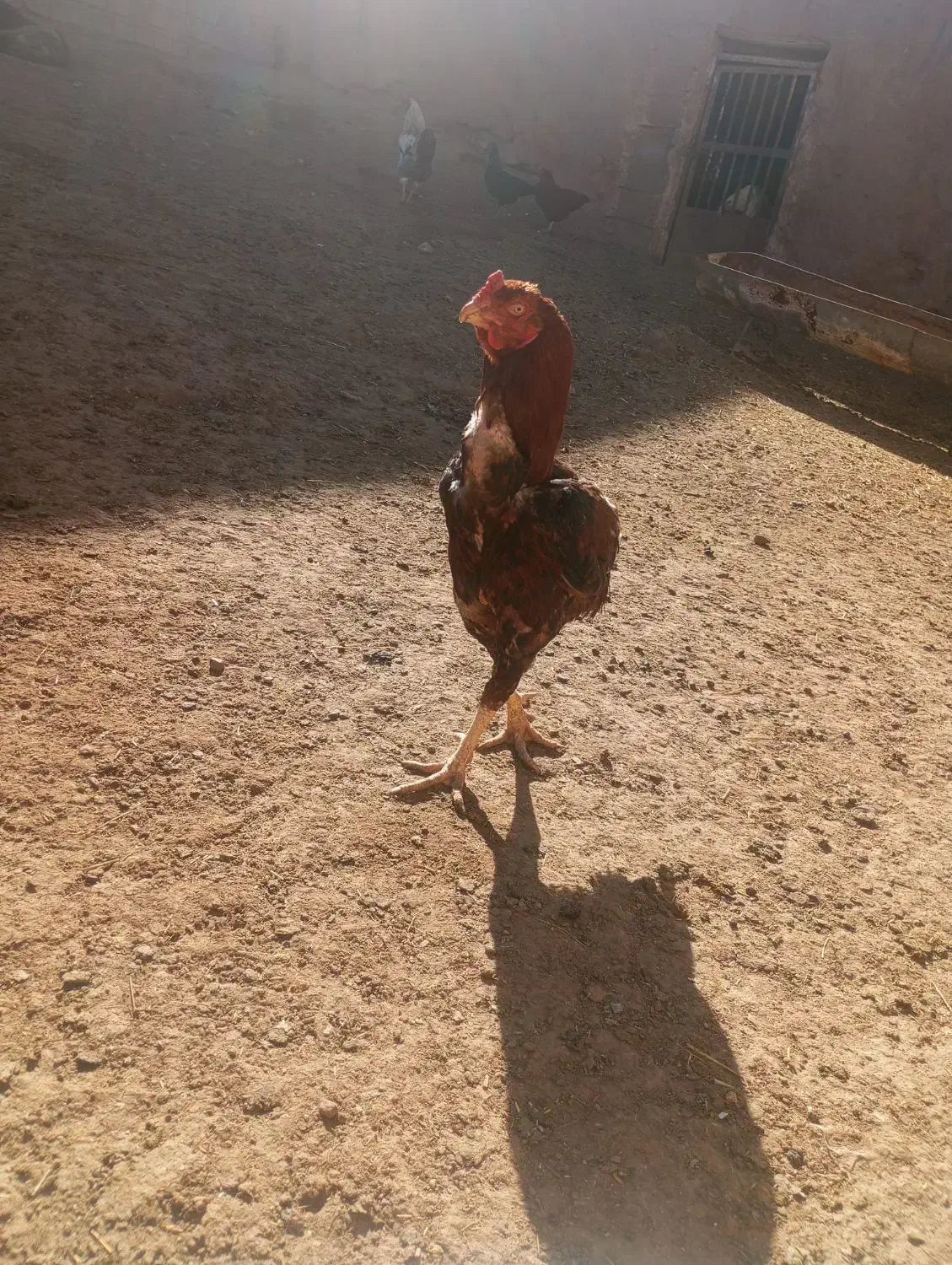 خروس|حیوانات مزرعه|تربت جام, جامرود|دیوار