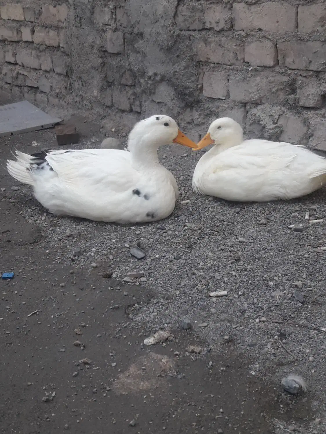 یک جفت اردک نرو ماده|حیوانات مزرعه|لنجان, |دیوار