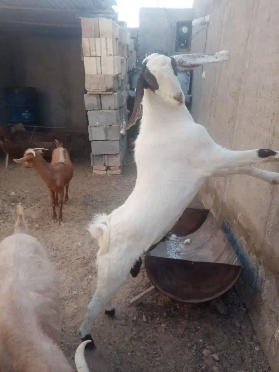 چبش فروشی|حیوانات مزرعه|طبس, |دیوار