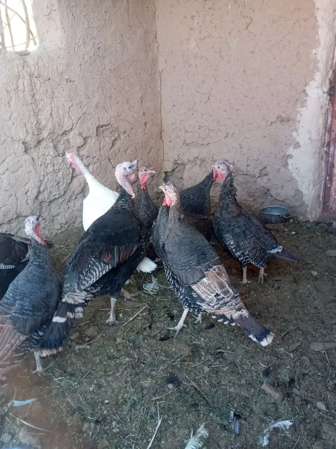 بوقلمون|حیوانات مزرعه|سلامی, |دیوار