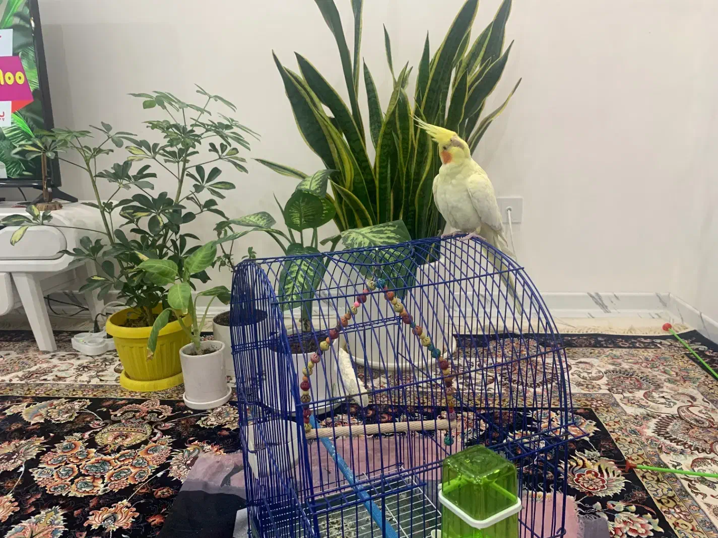 فروش عروس هلندی لوتینو دستی|پرنده|شیراز, شهرک مفتح|دیوار