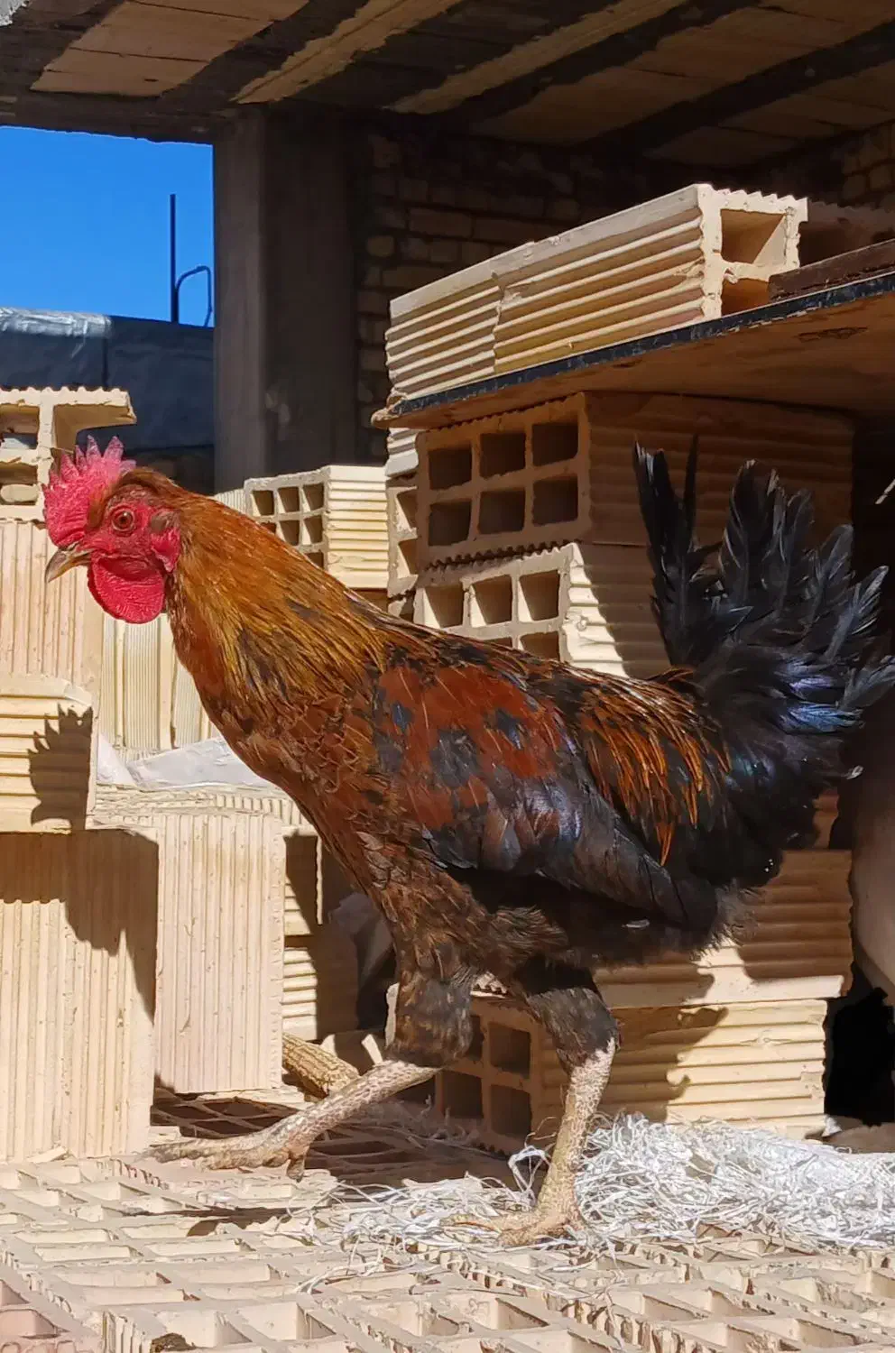 خروس|حیوانات مزرعه|فرخ‌شهر, |دیوار