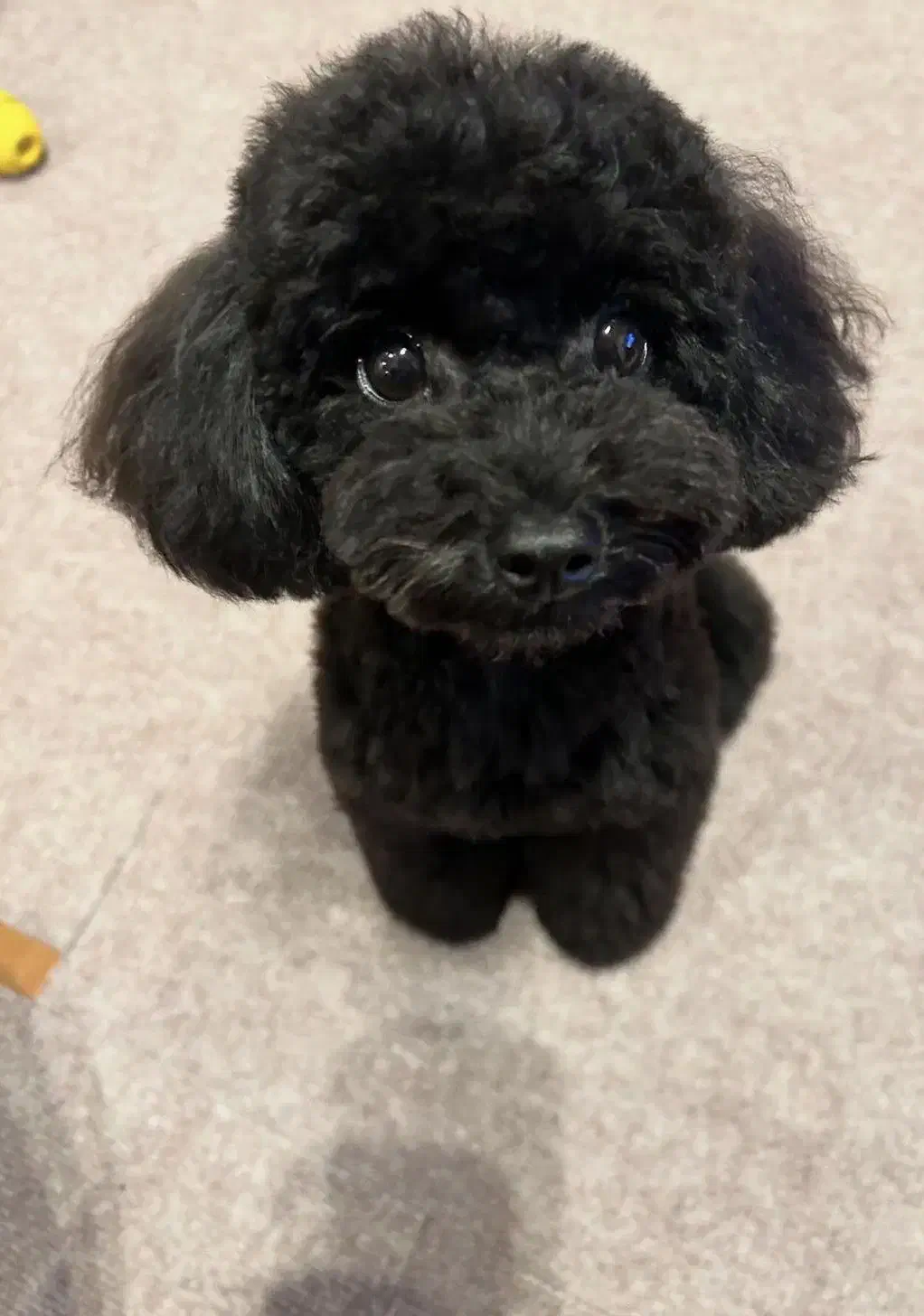 پودل نر یکساله وارداتی اصیل|سگ|تهران, ارم|دیوار