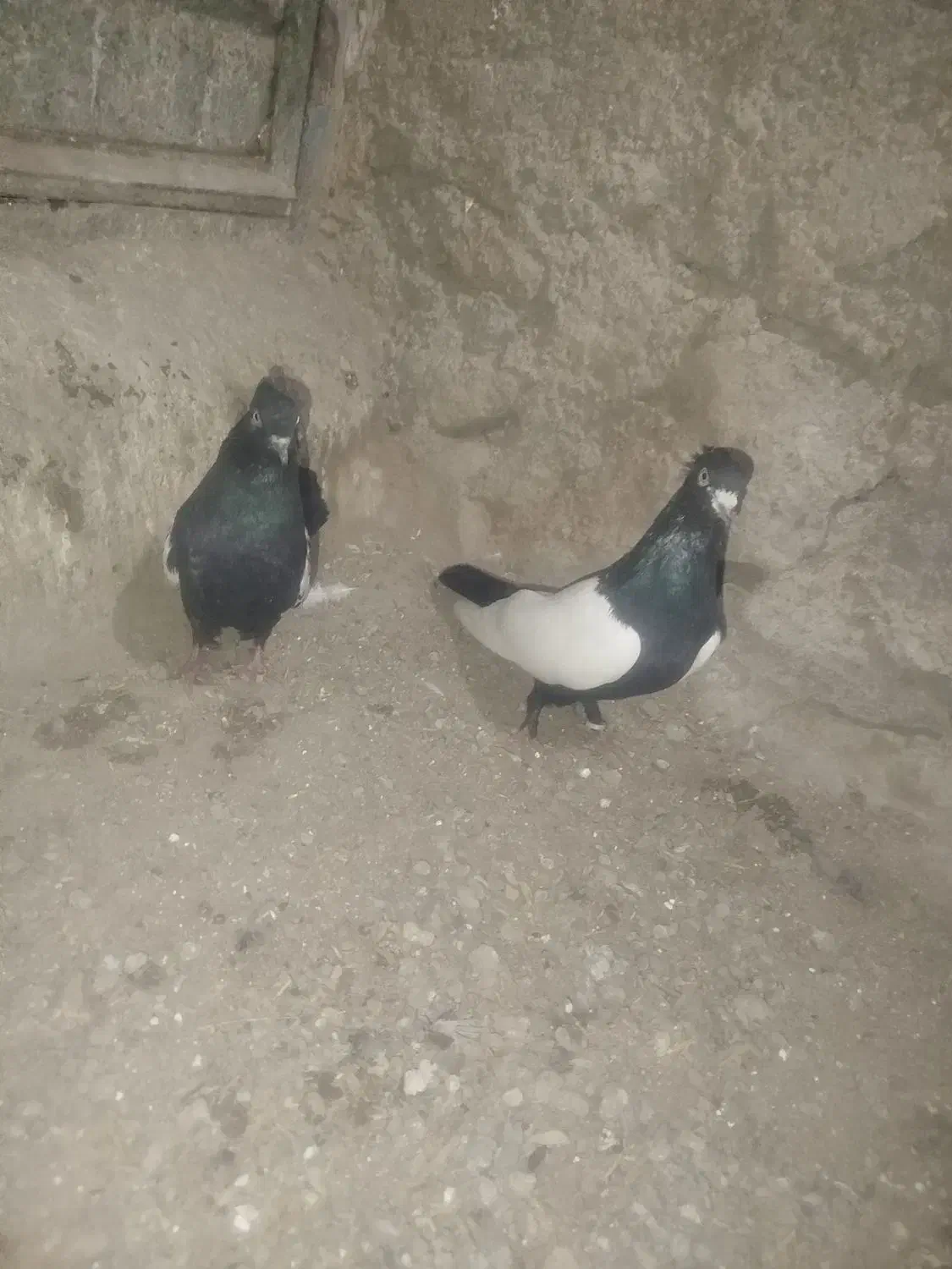 کفتر طوقی سینیی|پرنده|شاهین دژ, |دیوار