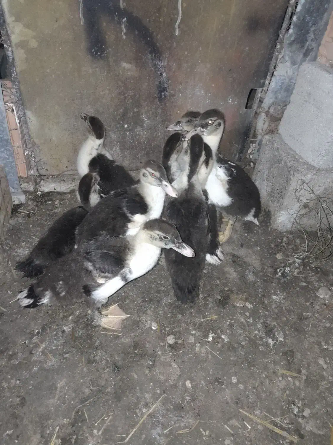 اردک اسراییلی|حیوانات مزرعه|سیمین شهر, |دیوار