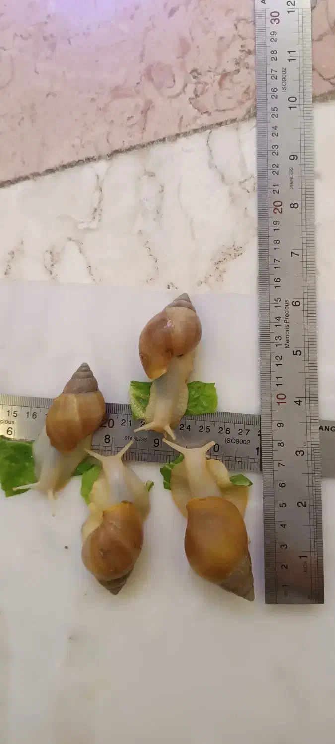 فروش حلزون تراپی (آلبینو)|خزنده|دماوند, گیلاوند|دیوار