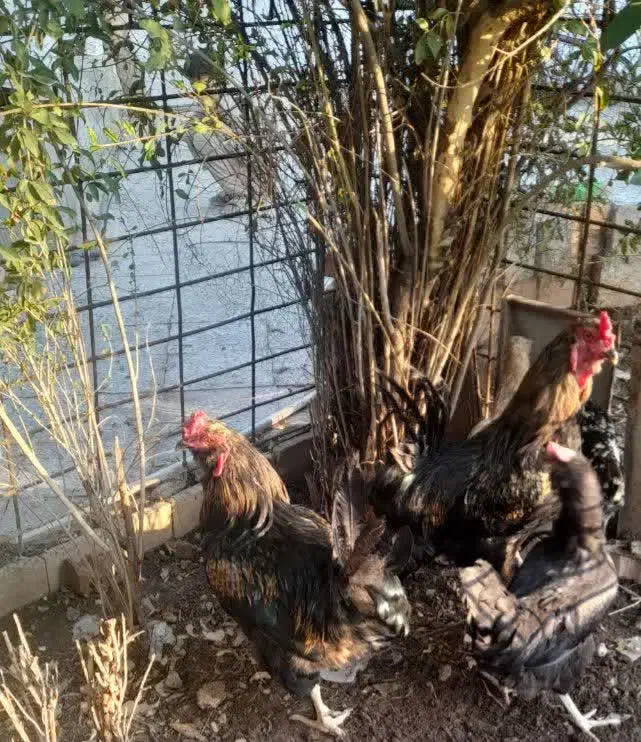 خروس محلی|حیوانات مزرعه|مسجد سلیمان, |دیوار