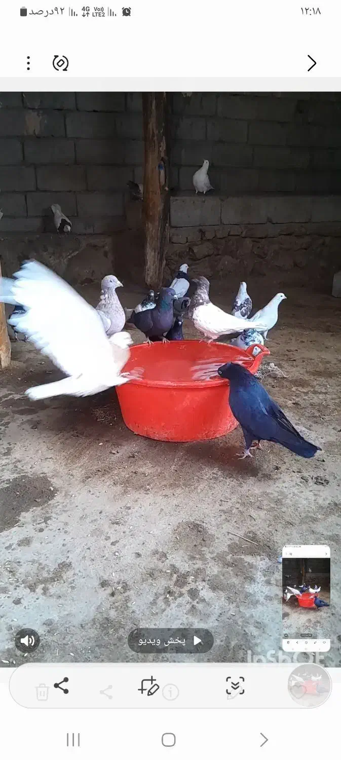 همه رنگ فروشی|پرنده|هشترود, |دیوار