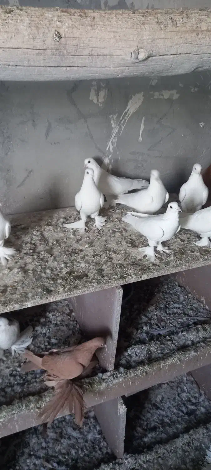 کبوتر|پرنده|باسمنج, |دیوار