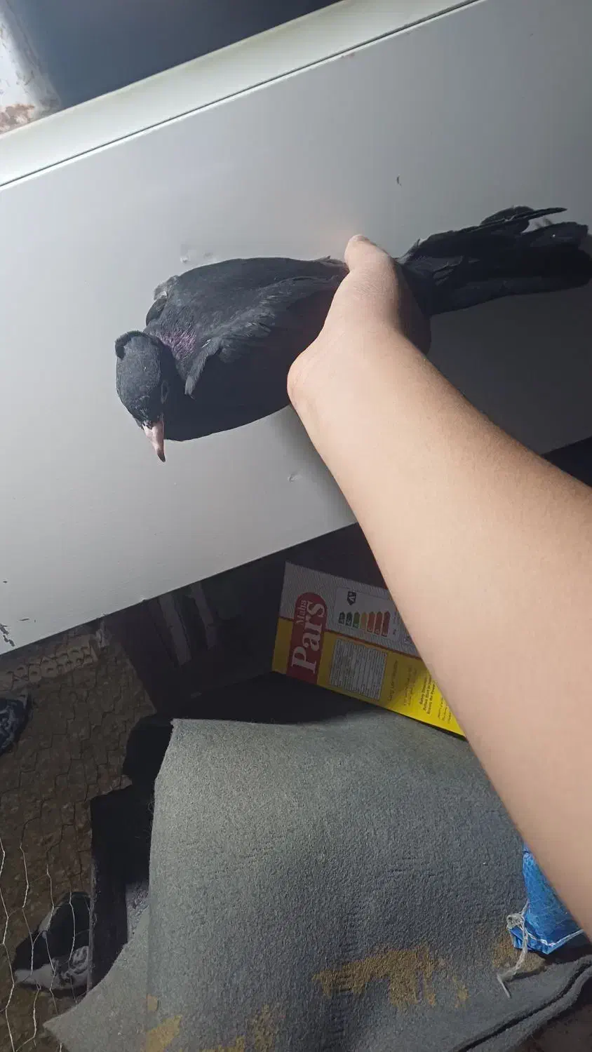 کبوتر|پرنده|مسجد سلیمان, |دیوار