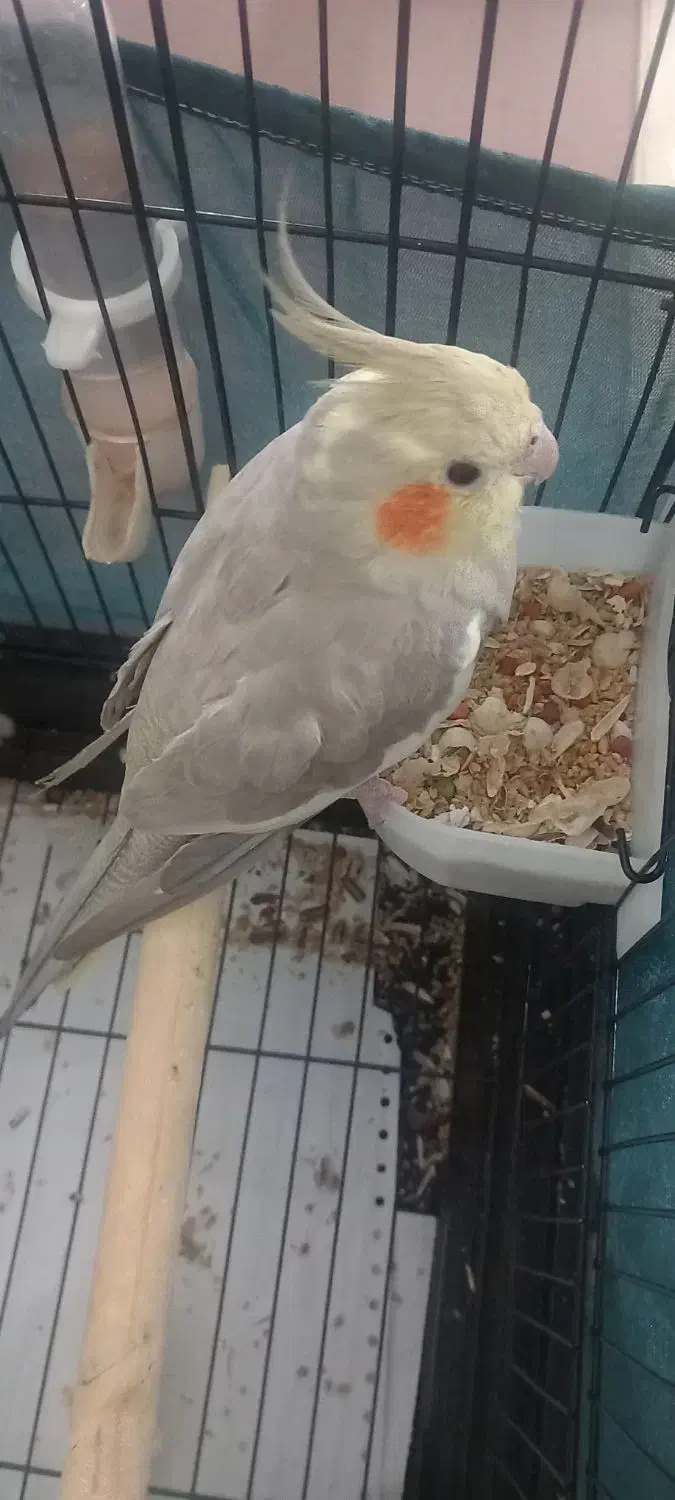 عروس هلندی ماده7ماهه|پرنده|شهریار, شهرک شاهد|دیوار