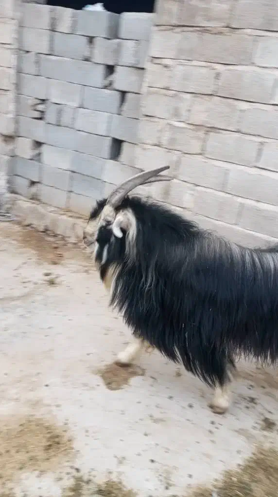 فروش گوسفند|حیوانات مزرعه|کردیان, |دیوار