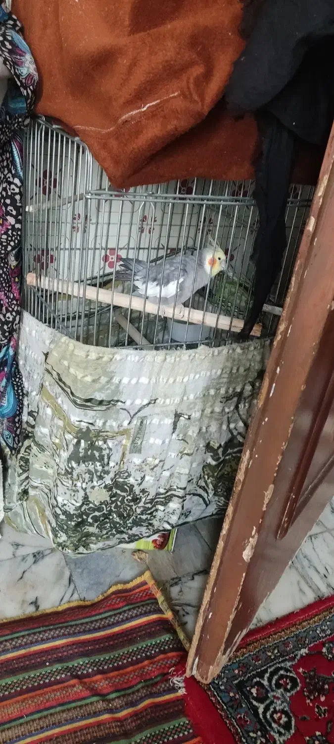 عروس هلندی|پرنده|تهران, حکیمیه|دیوار