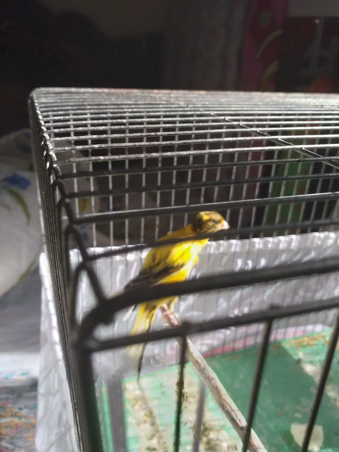 قناری ماده اماده بلند|پرنده|رودهن, |دیوار