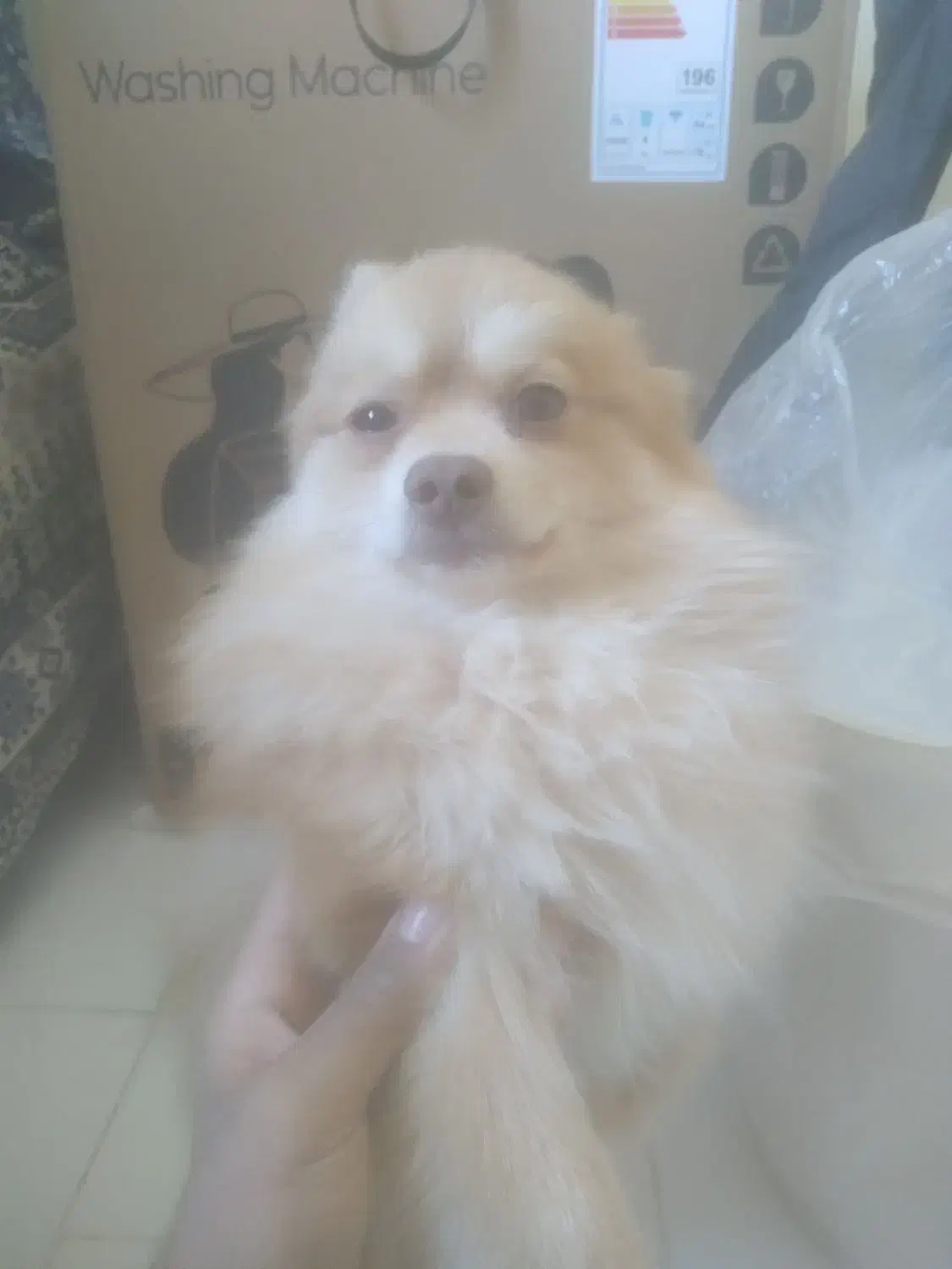 سلام سگ پامرخرسی نر  به علت جابجایی دارم میفروشم|سگ|پرند, فاز ۶|دیوار