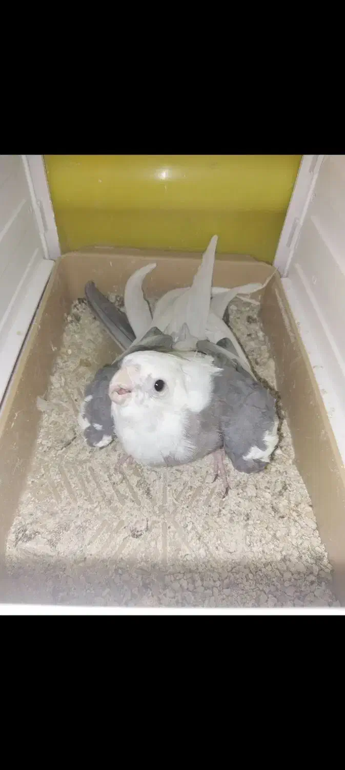 عروس هلندی نر آلبینو ابلغ|پرنده|هرسین, |دیوار