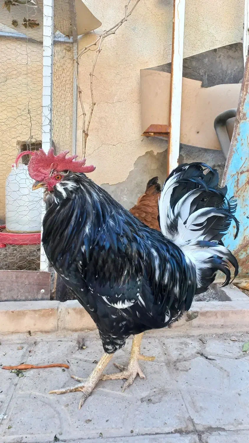 فروش خروس ریشو و نیمچه مرغ پاپر و مرغ محلی|حیوانات مزرعه|شیراز, تندگویان|دیوار