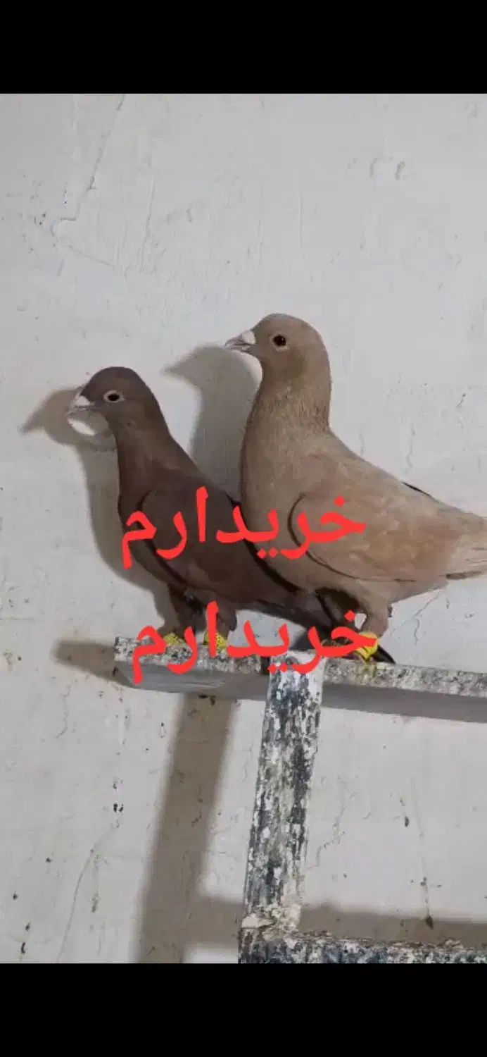 کبوتر سرخ زرد کرمانی|پرنده|اهواز, کوی سعدی|دیوار