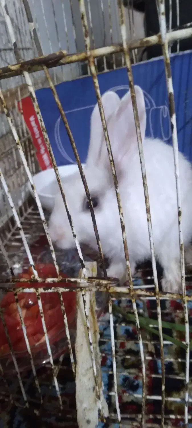 خرگوش|موش و خرگوش|گالیکش, |دیوار