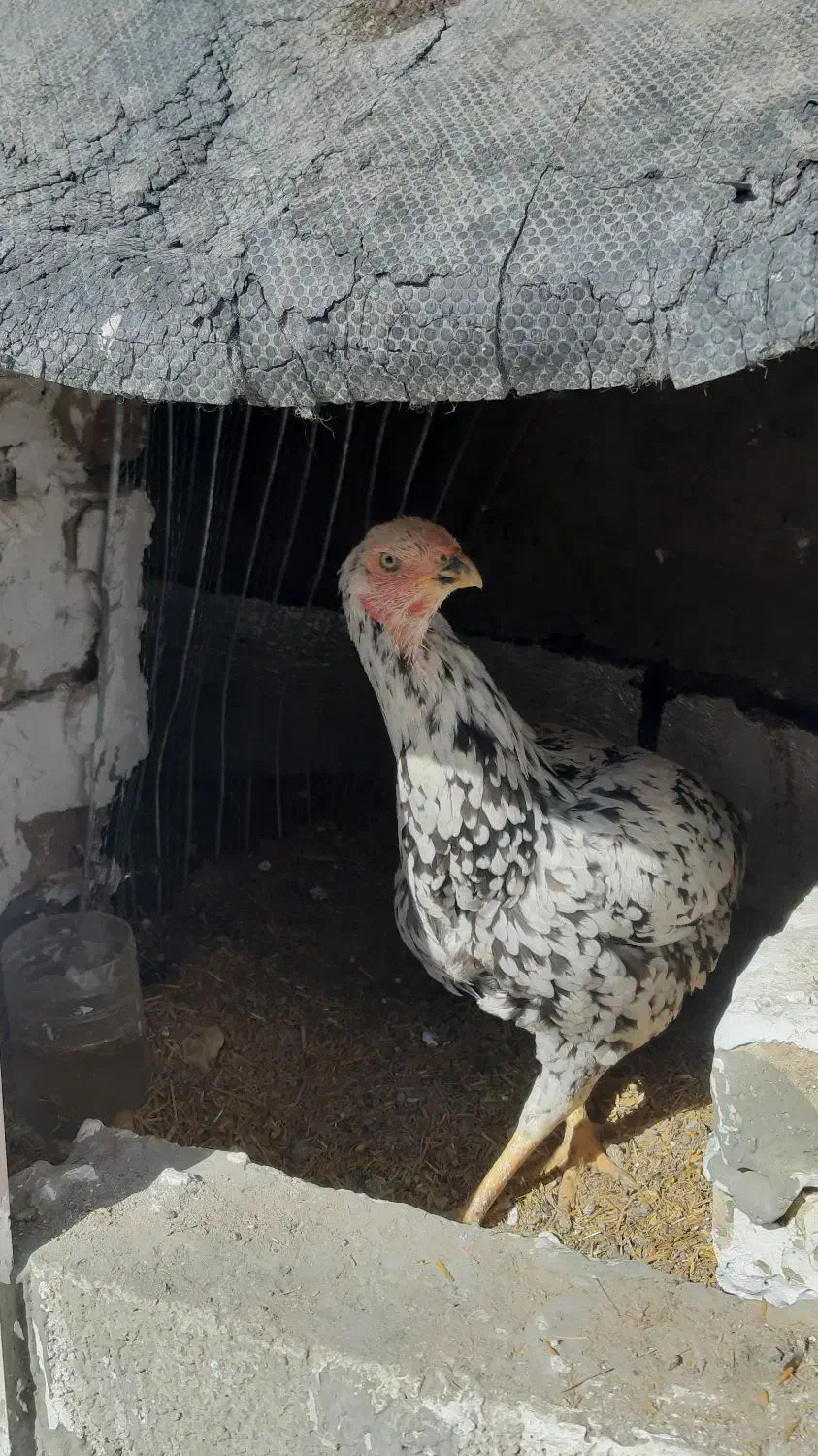 مرغ لاری|حیوانات مزرعه|سیرجان, |دیوار