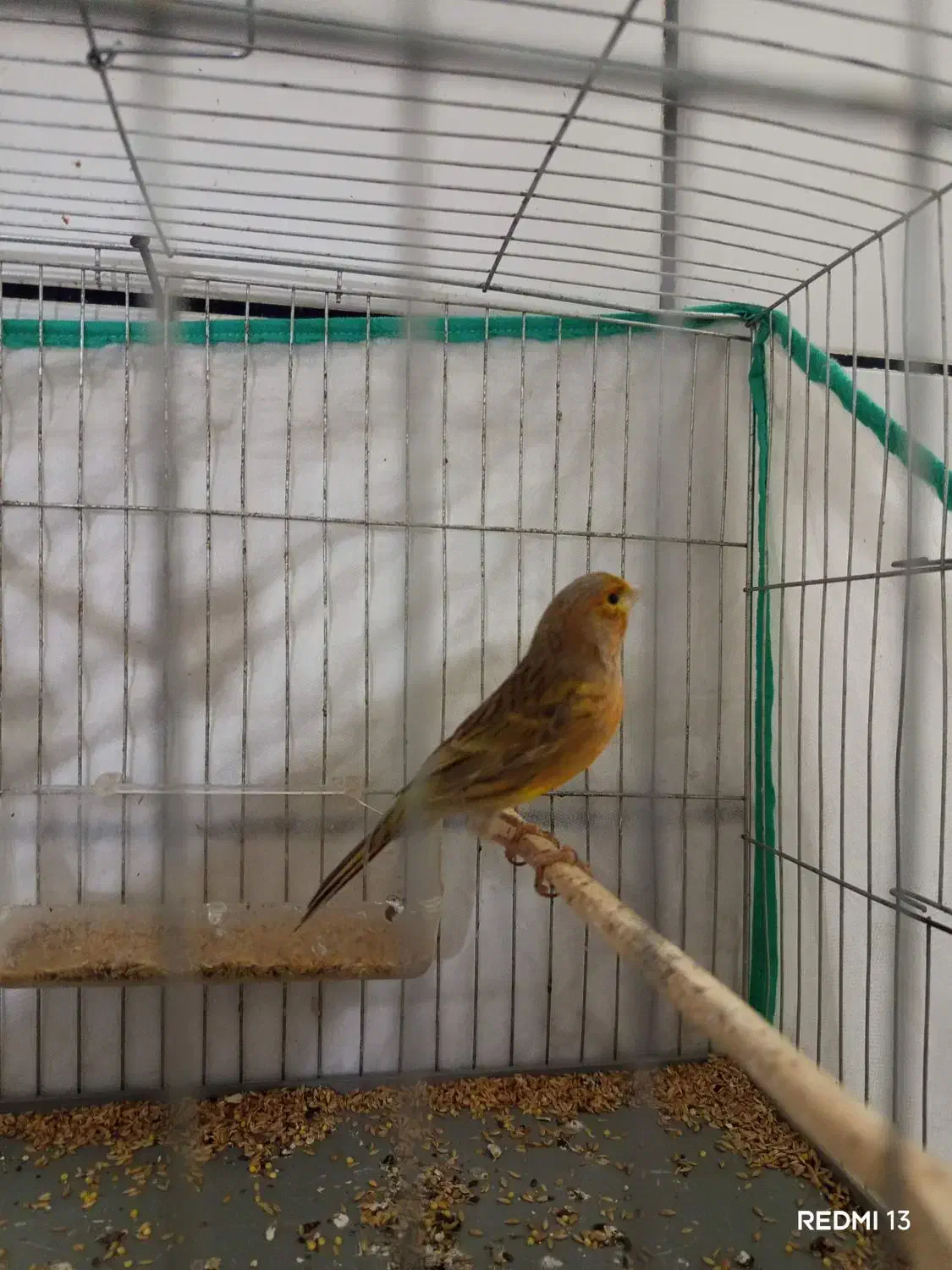 ماده قناری اماده|حیوانات مزرعه|سوسنگرد, |دیوار